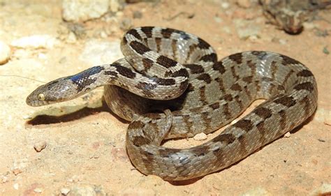 maltese snakes